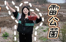 春日“黑精灵”——雷公菌